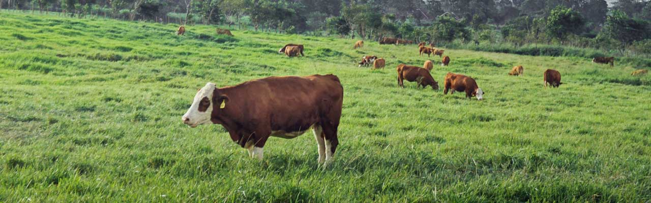 cattle rancing